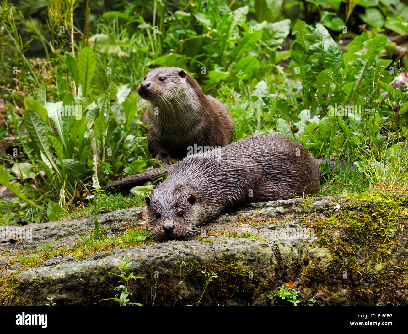 European river otter, European Otter, Eurasian Otter (Lutra lutra), two otters on the shore, Germany, Bavaria Stock Photo