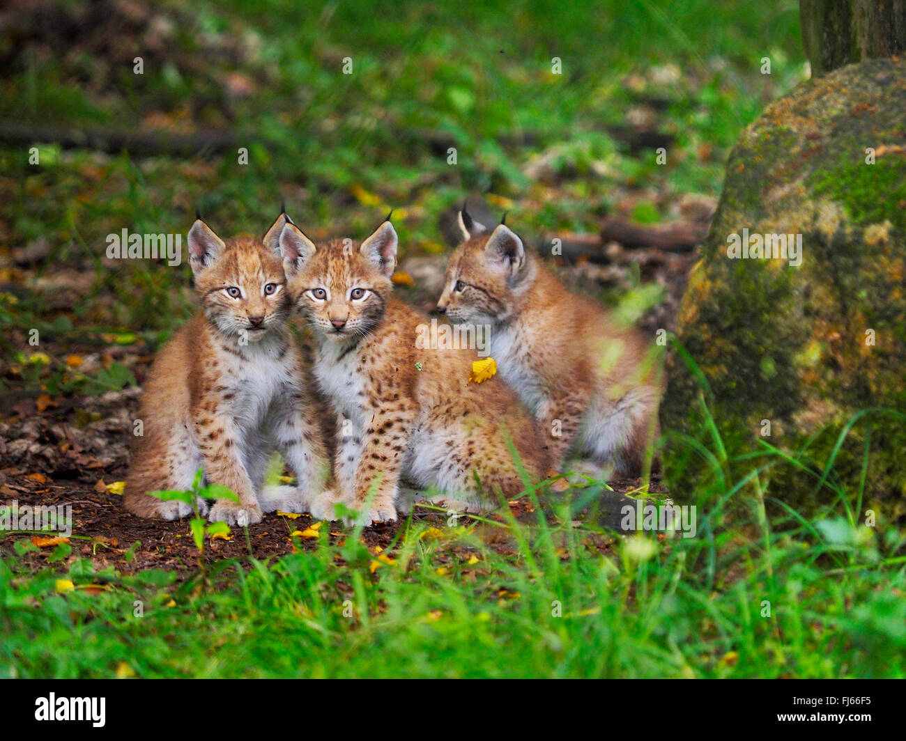 northern lynx (Lynx lynx lynx), pups, Germany, Bavaria Stock Photo - Alamy