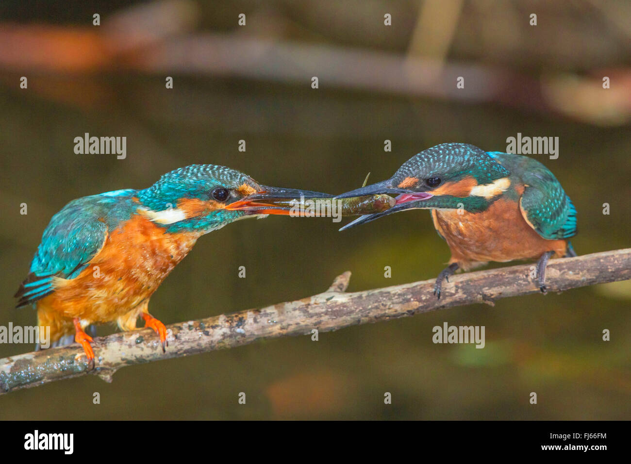 river kingfisher (Alcedo atthis), female feeding a fledgling, whitch just has left the breeding cave, with a fish, Germany, Bavaria Stock Photo