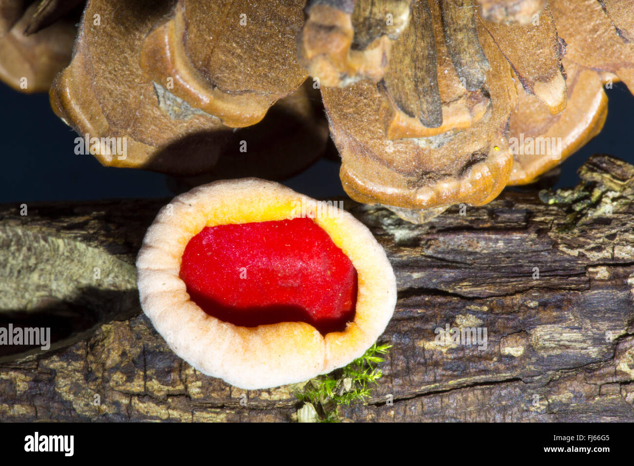 Scarlet Elf Cup Fungi, Sarcoscypha coccinea on a rotten branch. Stock Photo