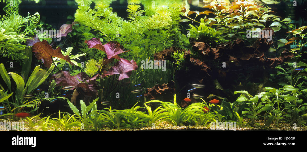 tropical fresh water fish tank Stock Photo