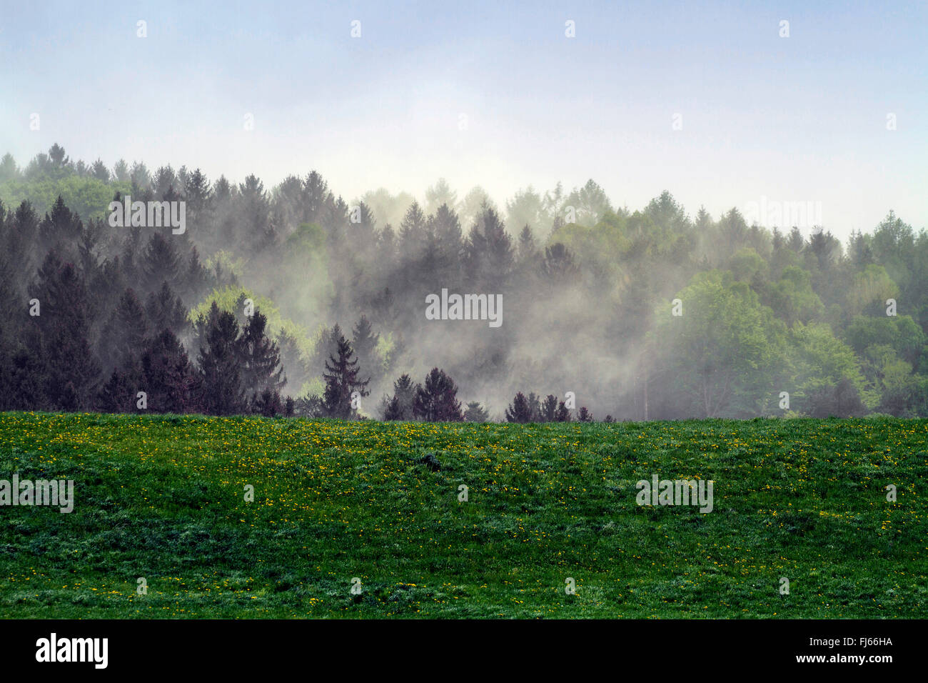 Norway spruce (Picea abies), spruce pollen clouds blowing through coniferous forest, Germany, Bavaria, Oberbayern, Upper Bavaria Stock Photo