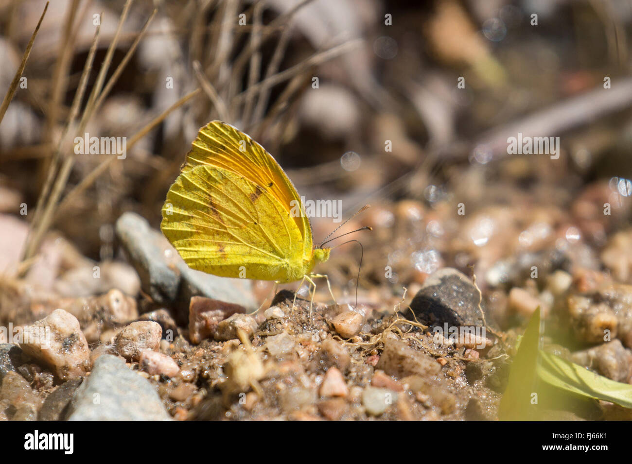 Grass yellow (Eurema spec.), sucks minerals from the ground, USA, Arizona Stock Photo