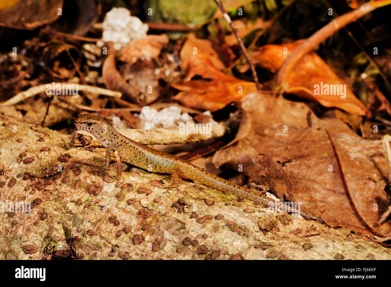 Northern Pale-hipped Skink (Celatiscincus similis), on a tree root, New Caledonia, Ile des Pins Stock Photo