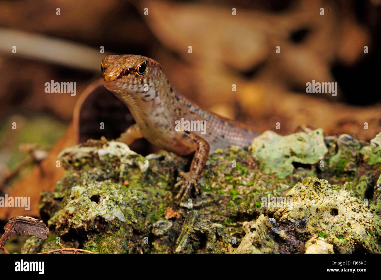 Northern Pale-hipped Skink (Celatiscincus similis), portrait, New Caledonia, Ile des Pins Stock Photo