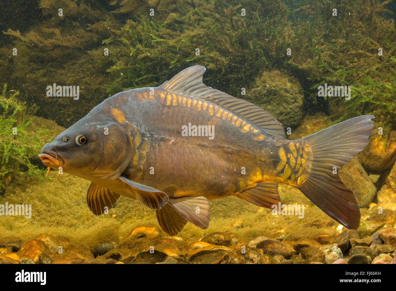 carp, common carp, European carp (Cyprinus carpio), mirror carp Stock