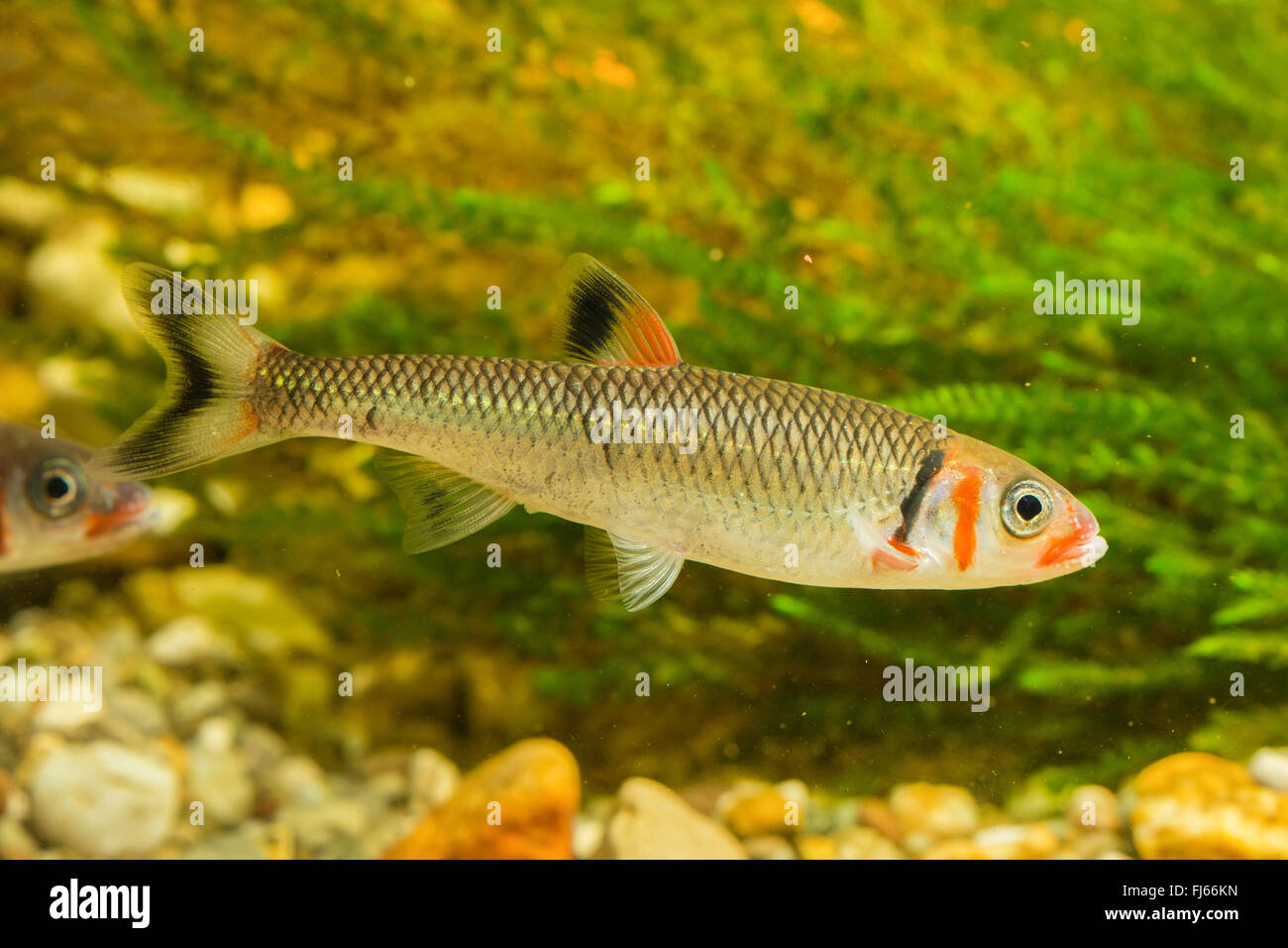 Warpaint shiner (Luxilus coccogenis), male with nuptial colouration Stock Photo