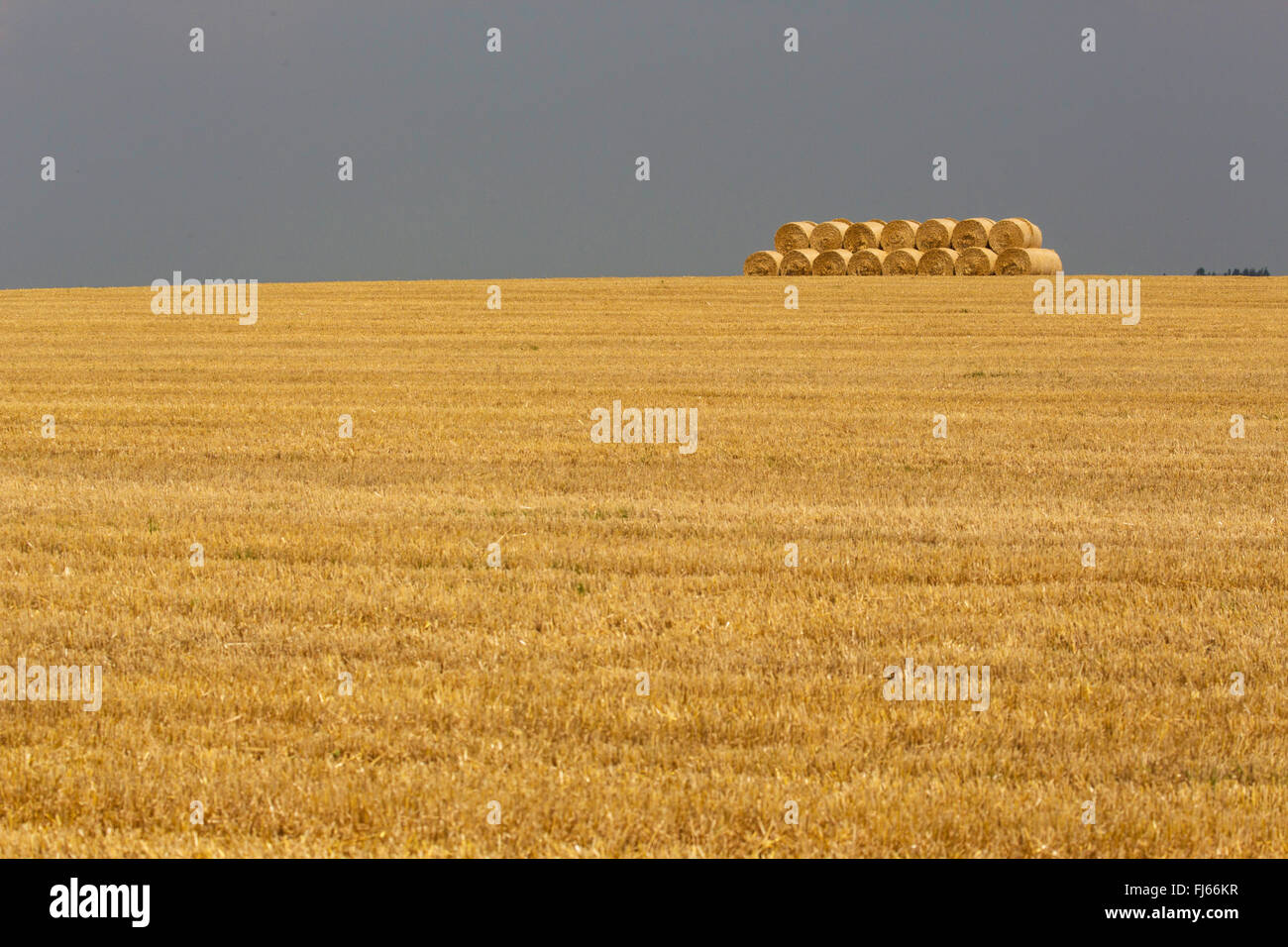 bread wheat, cultivated wheat (Triticum aestivum), harvested field with straw balls, Germany, Bavaria, Oberbayern, Upper Bavaria Stock Photo