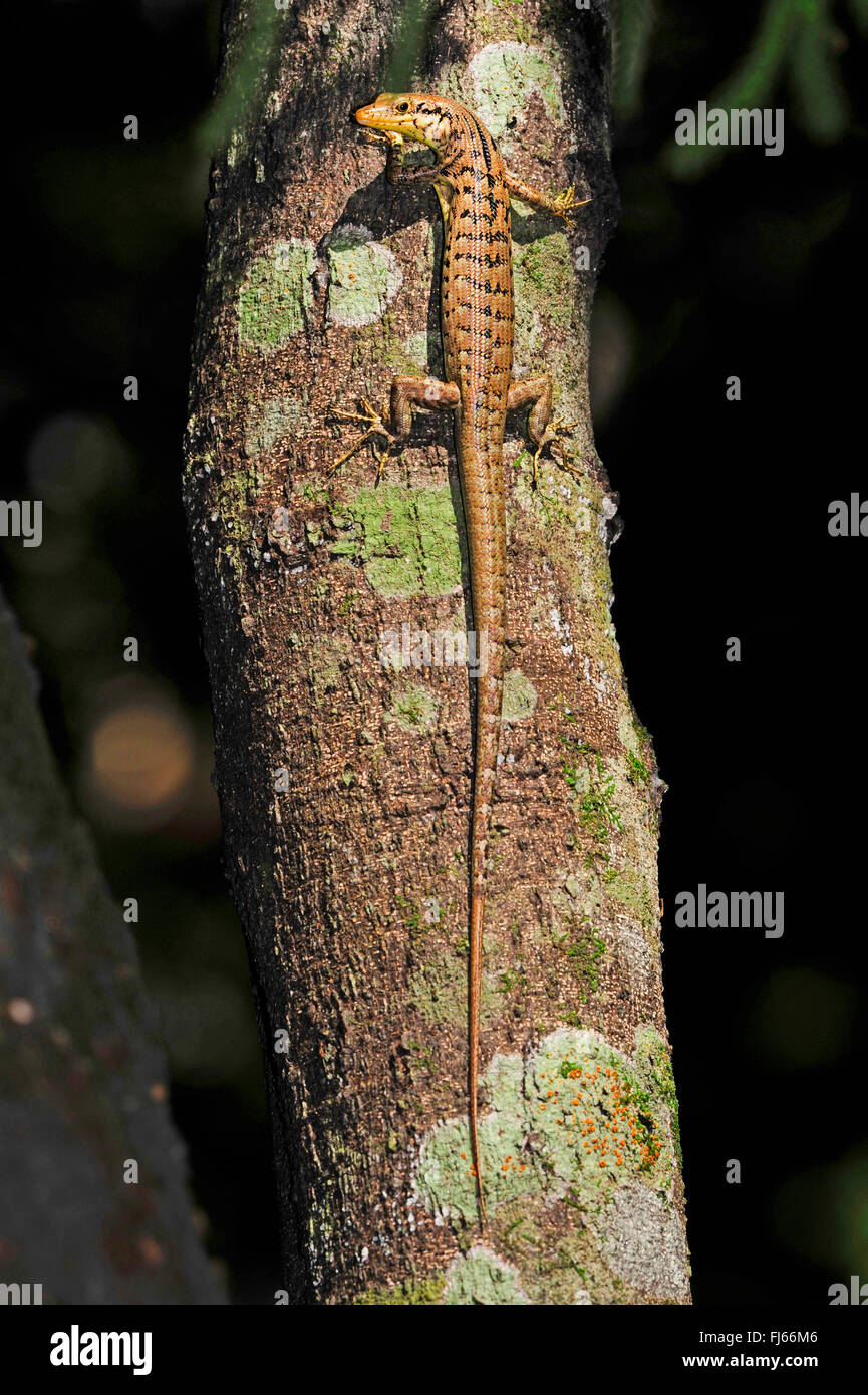 Green-bellied Tree Skink (Lioscincus nigrofasciolatum), on a tree trunk, New Caledonia, Ile des Pins Stock Photo
