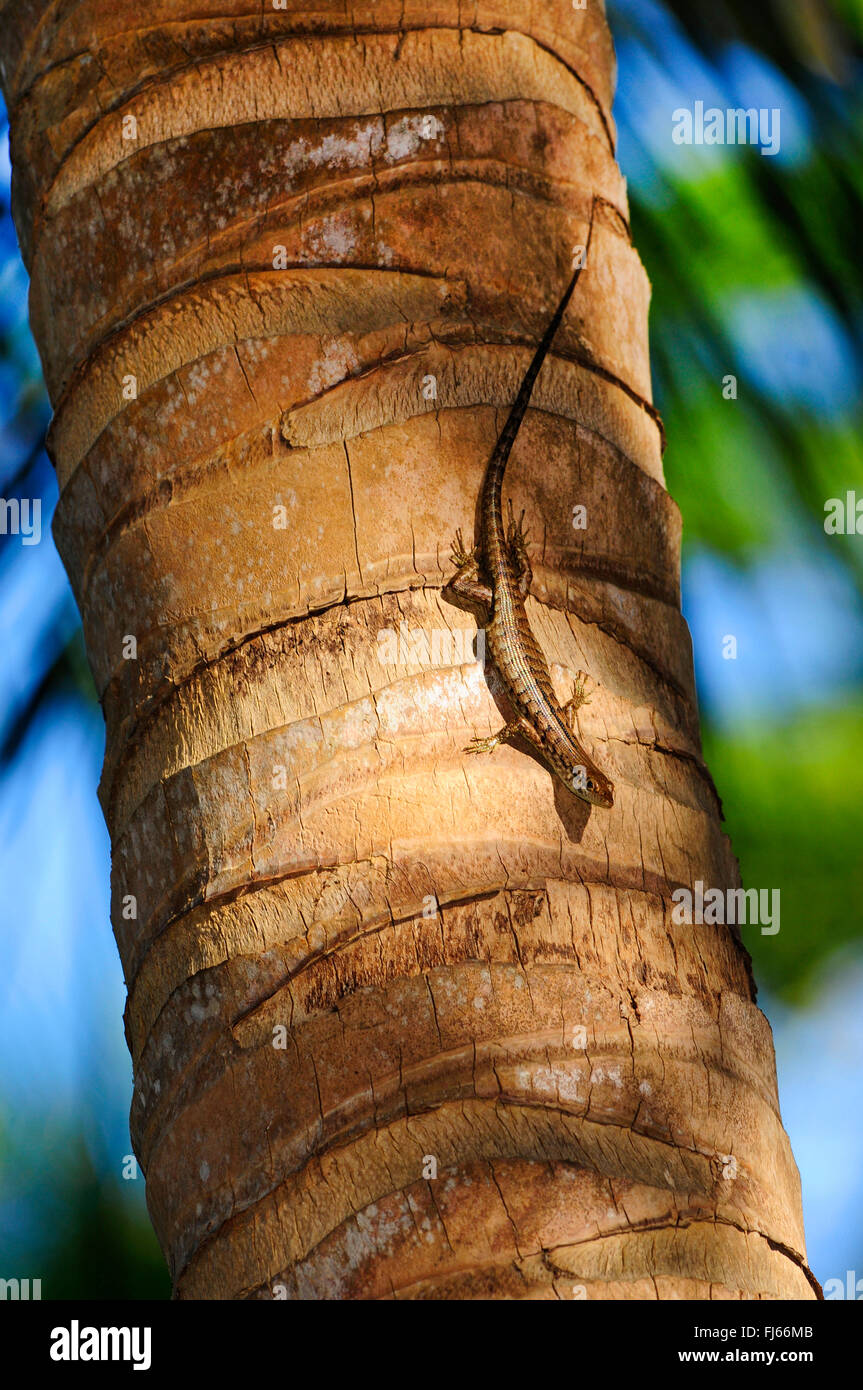 Green-bellied Tree Skink (Lioscincus nigrofasciolatum), climbs down a palm, New Caledonia, Ile des Pins Stock Photo