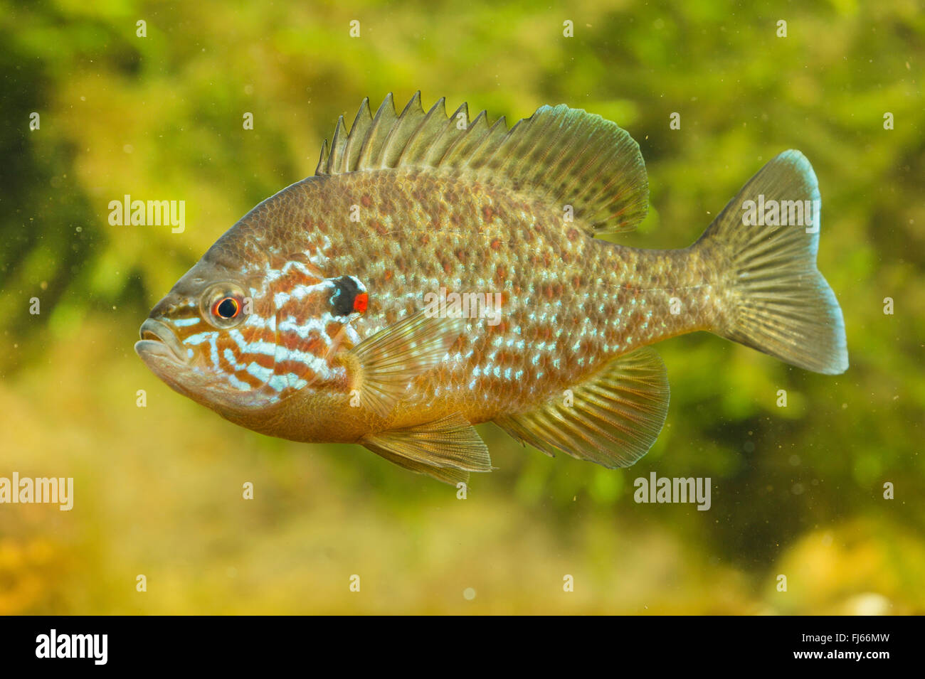 pumpkin-seed sunfish, pumpkinseed (Lepomis gibbosus), with nuptial colouration Stock Photo