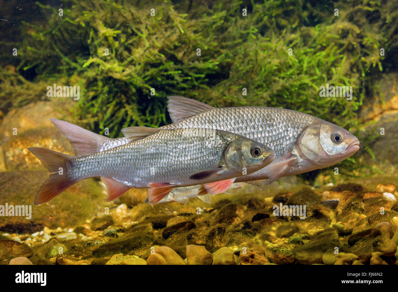 Ide, Orfe (Leuciscus idus), two ides above pebbles Stock Photo