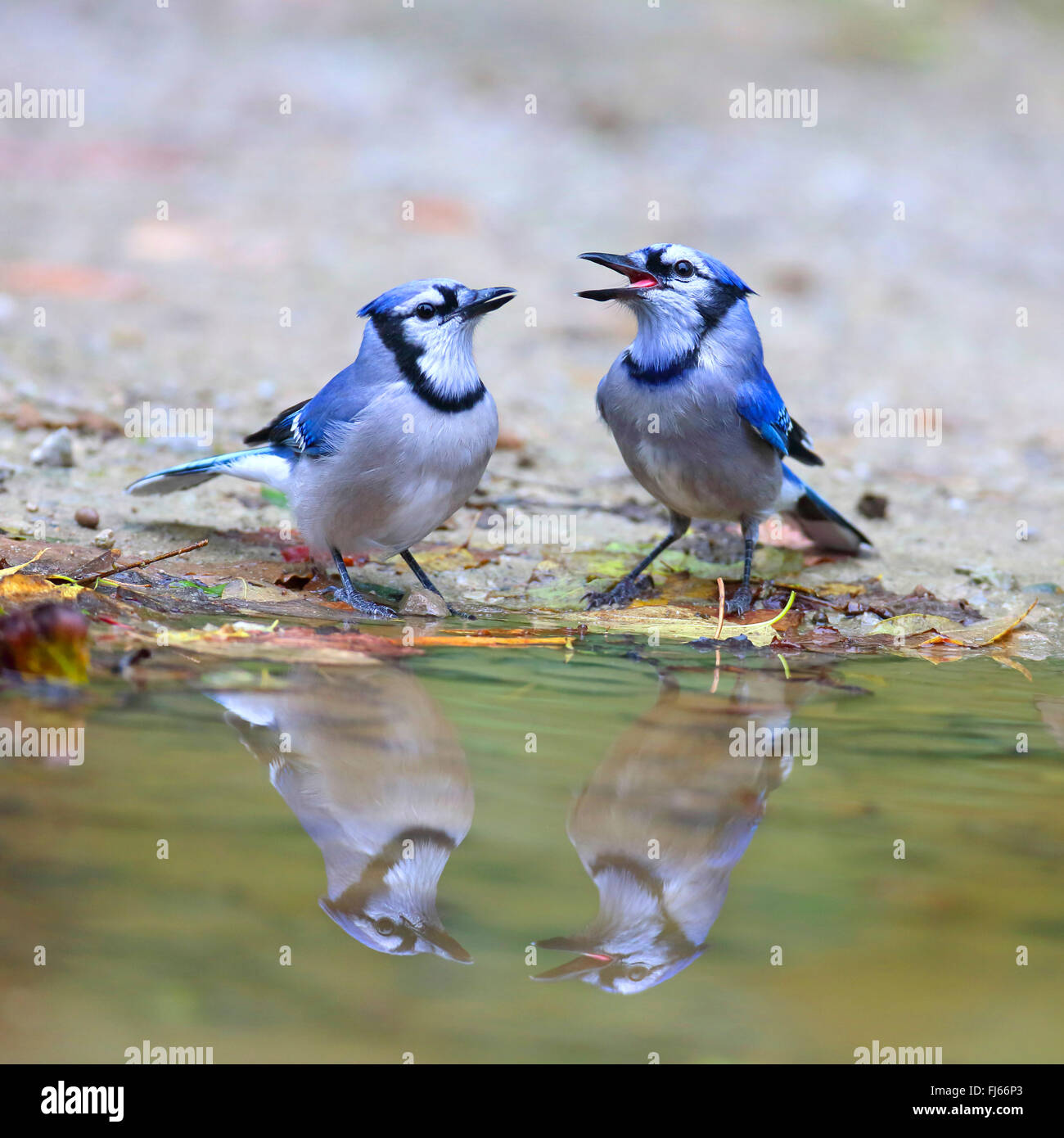 blue jay (Cyanocitta cristata), at water place, with mirror image, Canada, Ontario, Point Pelee National Park Stock Photo
