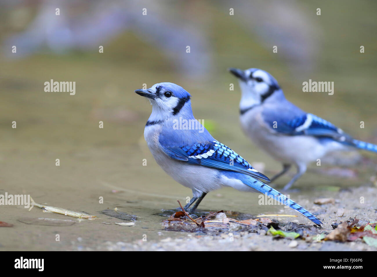 Blue Jay Cyanocitta Cristata Two Blue Jays At Water Place Canada Ontario Point Pelee National Park Stock Photo Alamy
