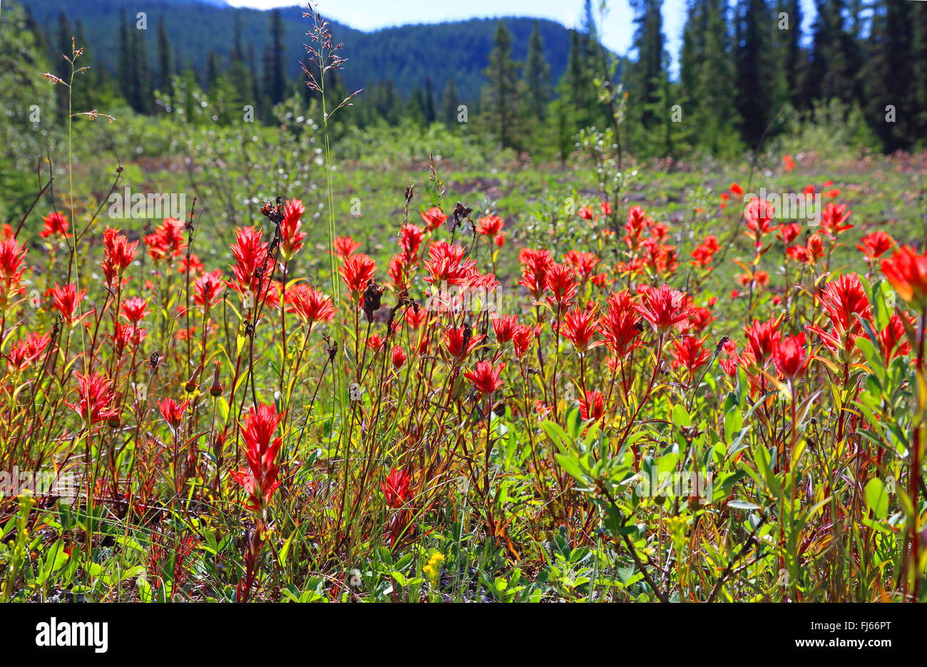 Paintbrush (Castilleja spec.), population, Canada, Alberta, Banff National Park Stock Photo