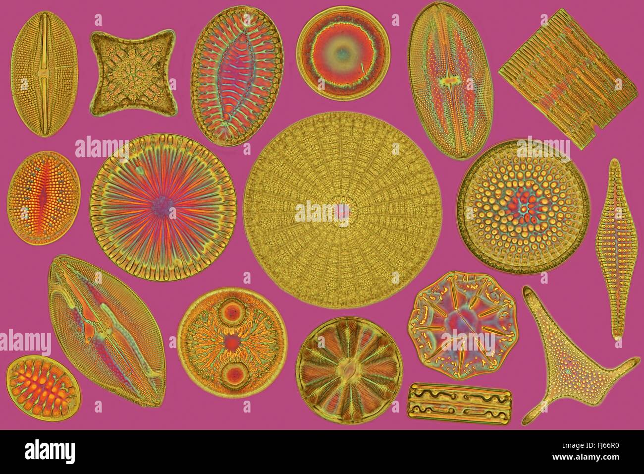 diatom (Diatomeae), different arranged diatoms Stock Photo