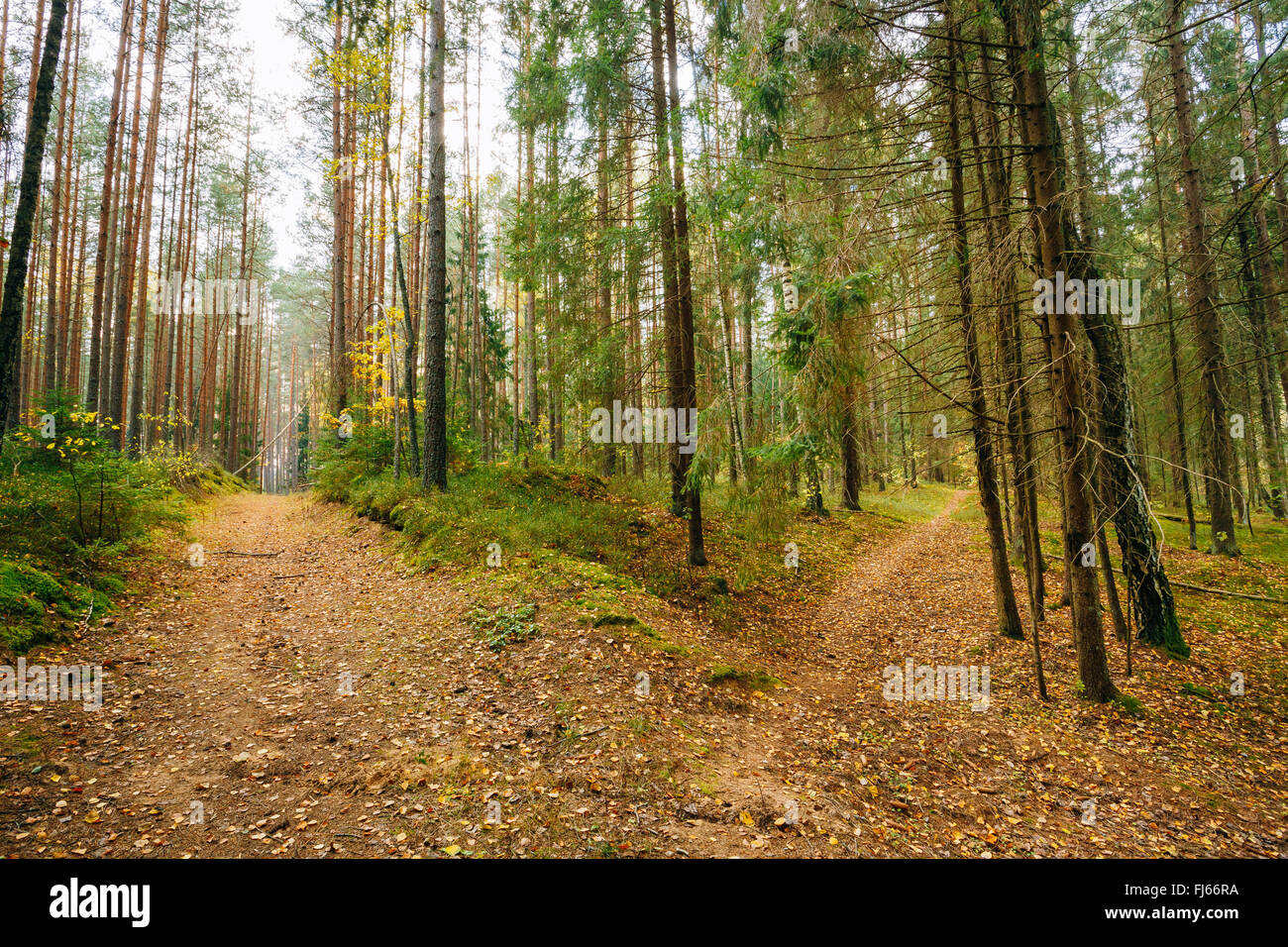 Winding path lane walkway way through beautiful coniferous autumn ...