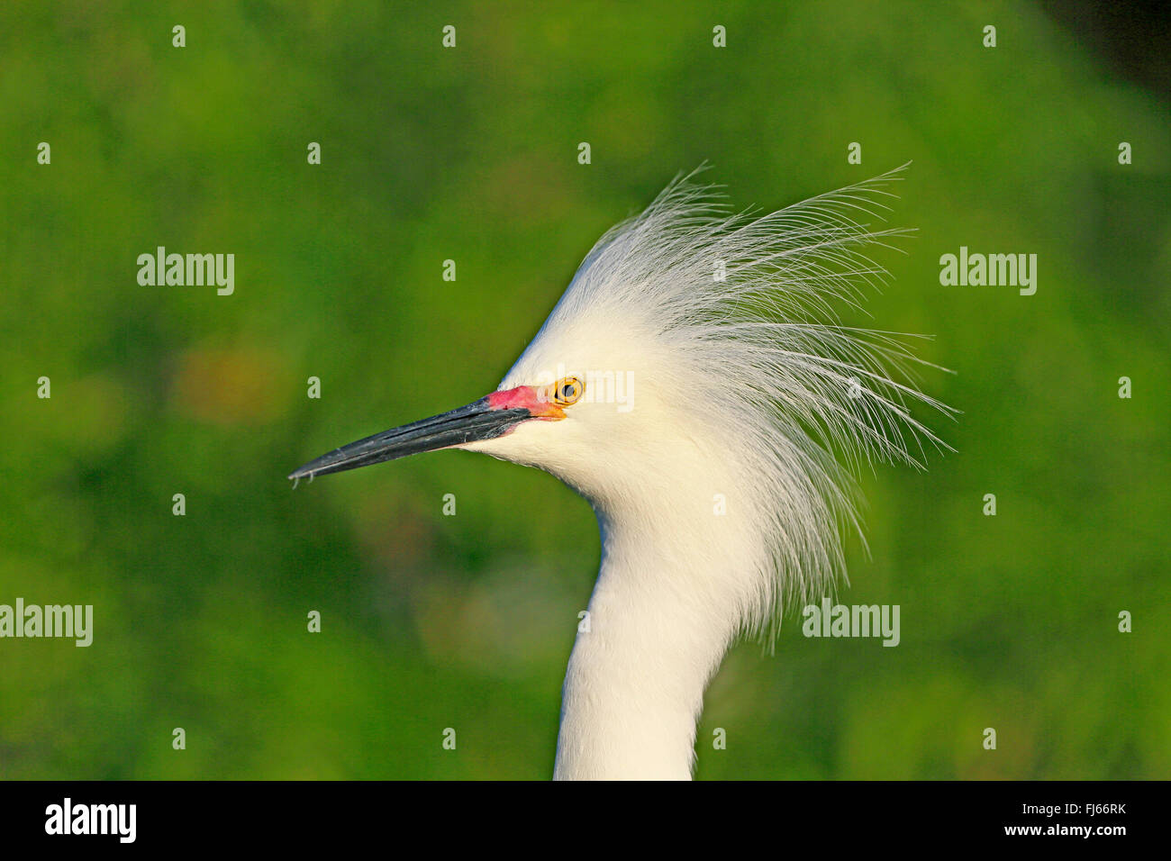 snowy egret (Egretta thula), portrait in breeding plumage, USA, Florida, Gatorland Stock Photo