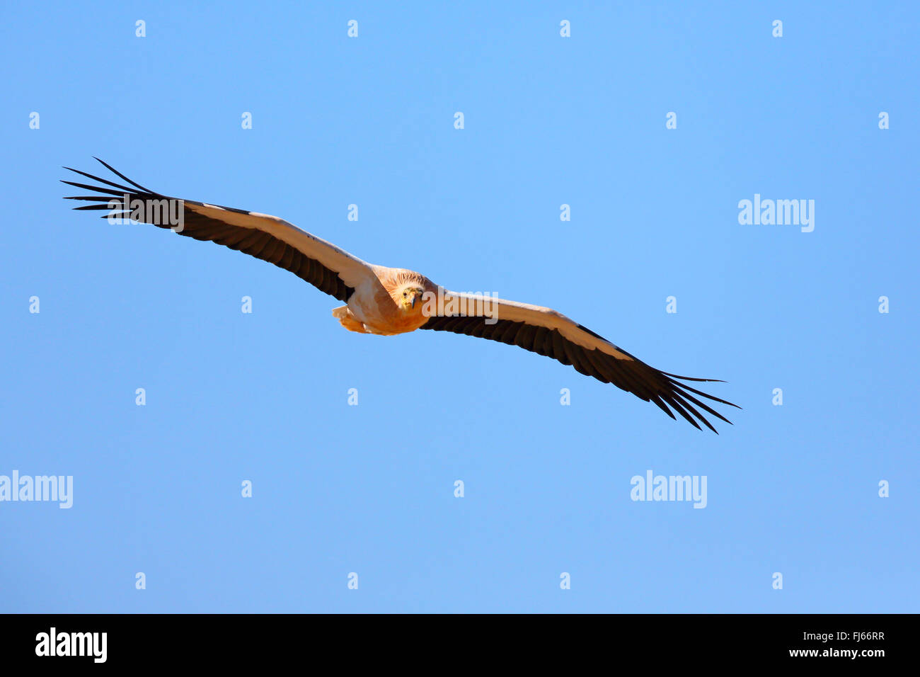 Egyptian vulture (Neophron percnopterus), in flight, Canary Islands, Fuerteventura Stock Photo