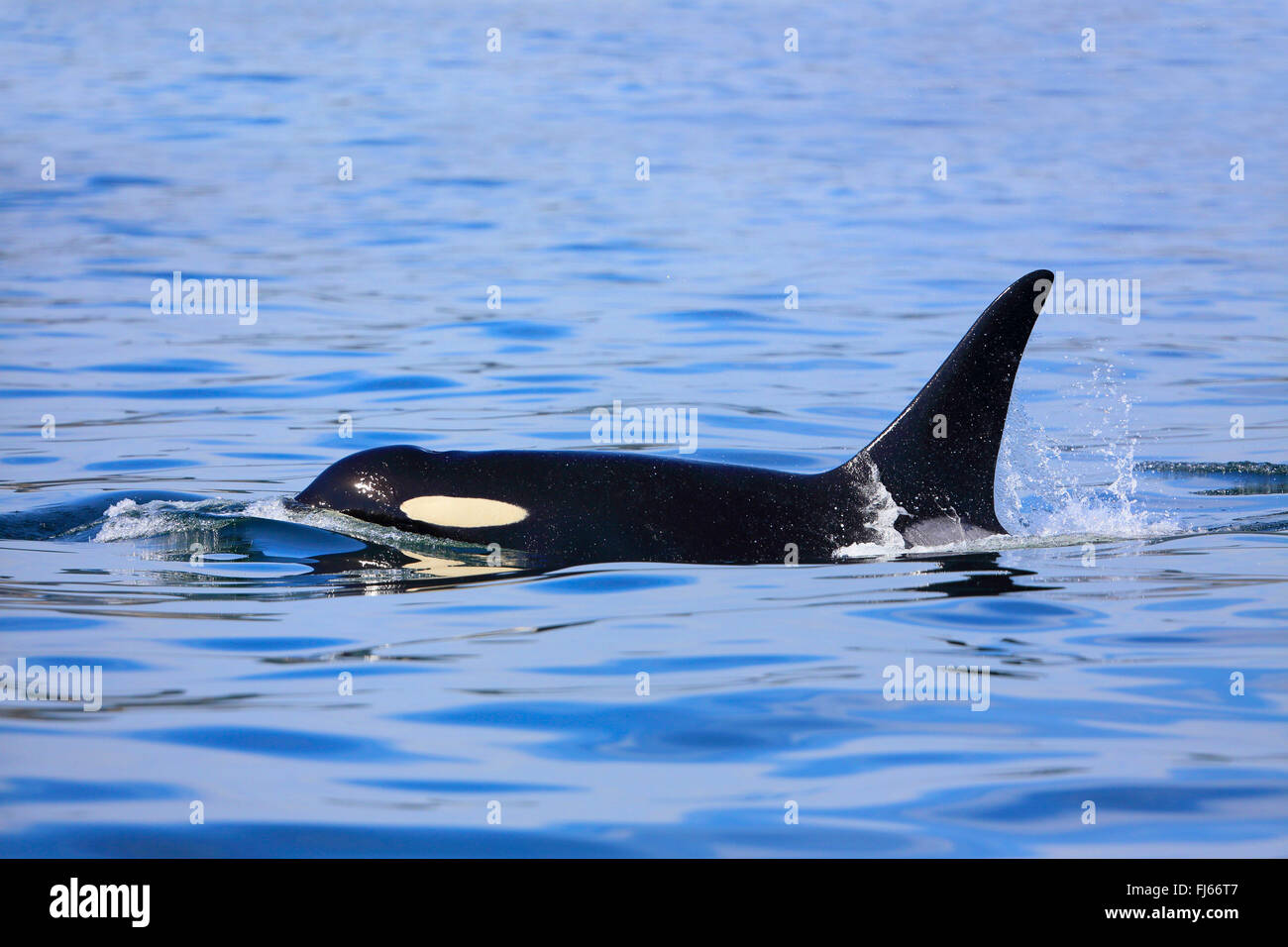 orca, great killer whale, grampus (Orcinus orca), swimming male, Canada, Victoria, Haro Strait Stock Photo