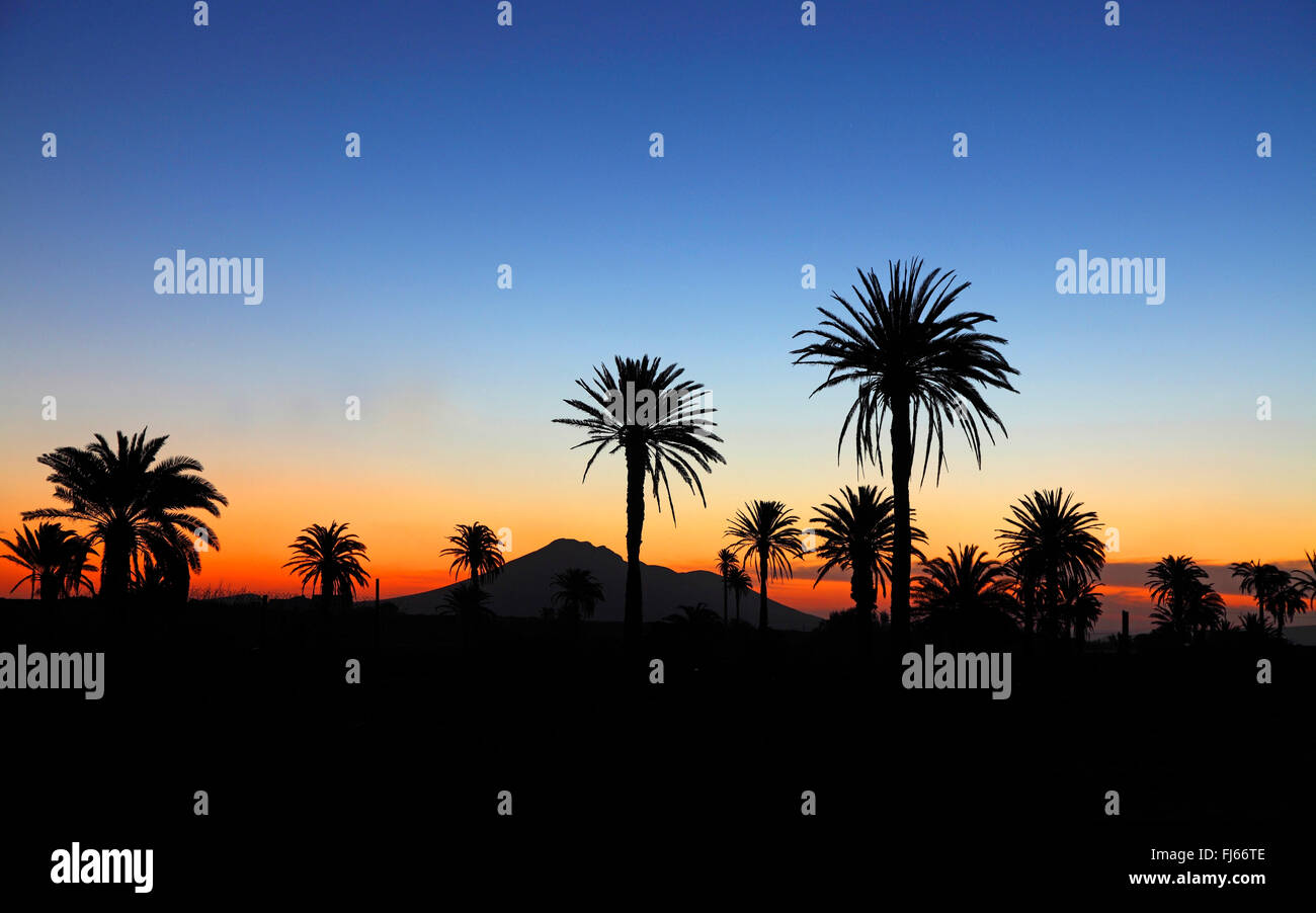 Canary island date palm (Phoenix canariensis), palms in front of sunset, Canary Islands, Fuerteventura, Antigua Stock Photo