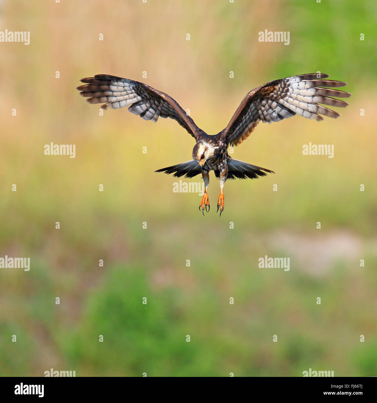 everglade kite, snail kite (Rostrhamus sociabilis), flying female , USA, Florida Stock Photo