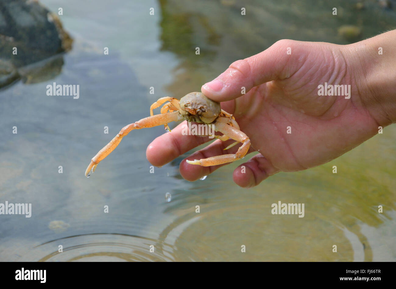 masked crab, helmet crab (Corystes cassivelaunus), helmet crab in a hand, France, Brittany, DÚpartement C¶tes-dÆArmor, Erquy Stock Photo