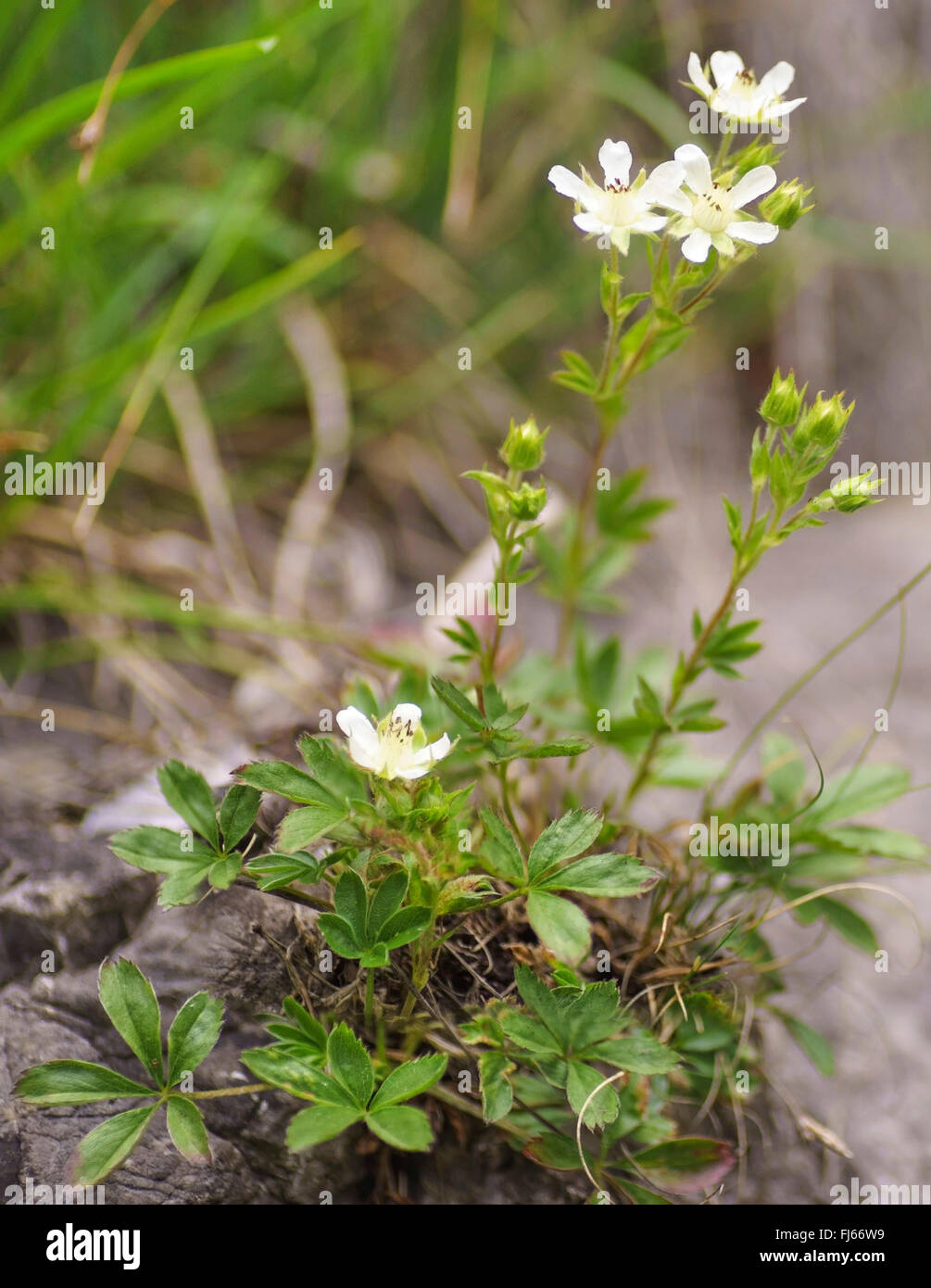 White Cinquefoil (Potentilla alba), flowering, Austria, Tyrol Stock Photo