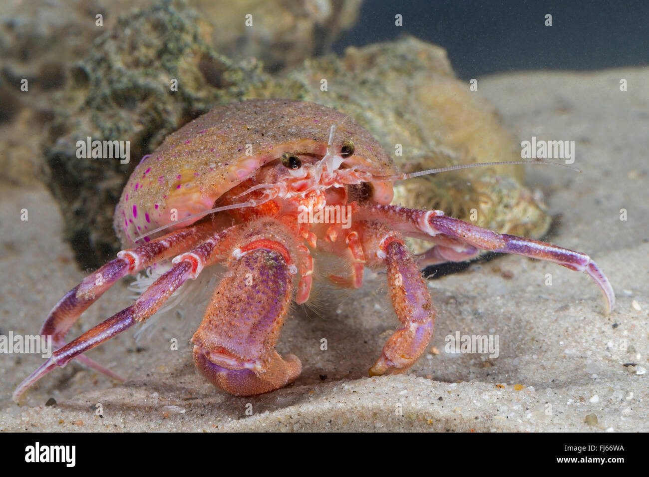 Prideaux's hermit crab, smaller hermit crab (Pagurus prideaux, Eupagurus prideaux), with sea anemone Stock Photo