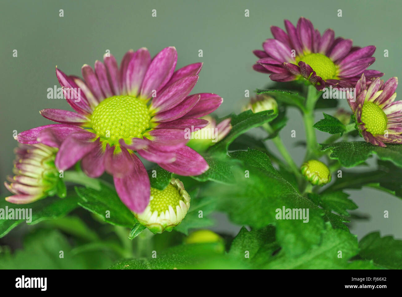 Costmary, Chinese Aster, Chrysanthemum, Mum, Garden Mum (Dendranthema x grandiflorum, Dendranthema grandiflorum, Dendranthema indica, Chrysanthemum indicum, Chrysanthemum grandiflorum, Chrysanthemum x grandiflorum), flowers Stock Photo