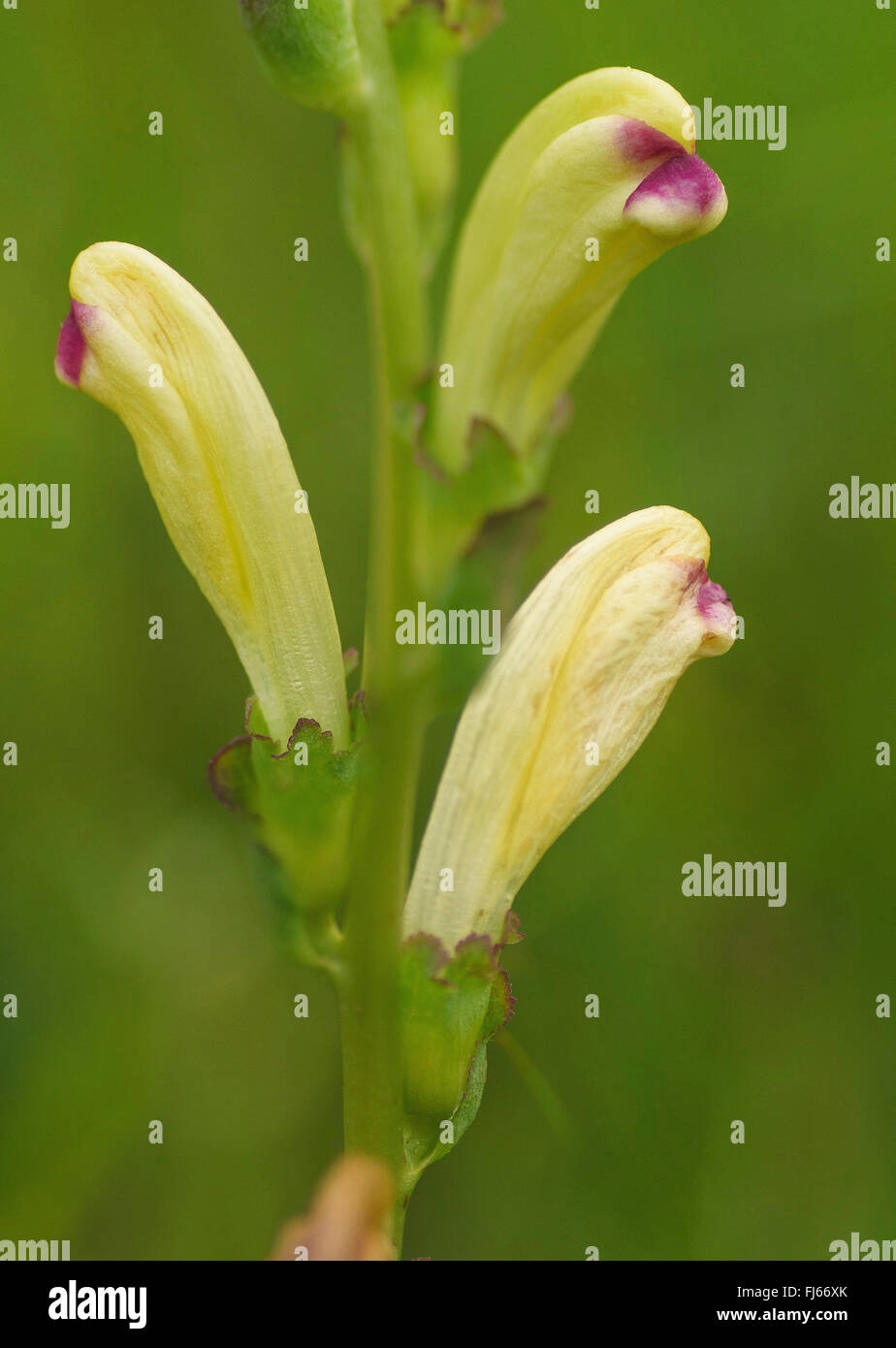 Moor-king, Moorking (Pedicularis sceptrum-carolinum), inflorescence, Germany, Bavaria, Oberbayern, Upper Bavaria Stock Photo