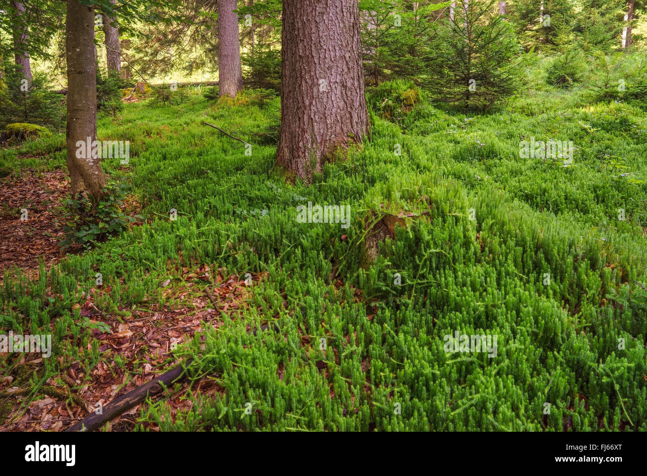 Stiff clubmoss, Stiff ground-pine (Lycopodium annotinum), on forest floor, Germany, Bavaria, Oberbayern, Upper Bavaria Stock Photo