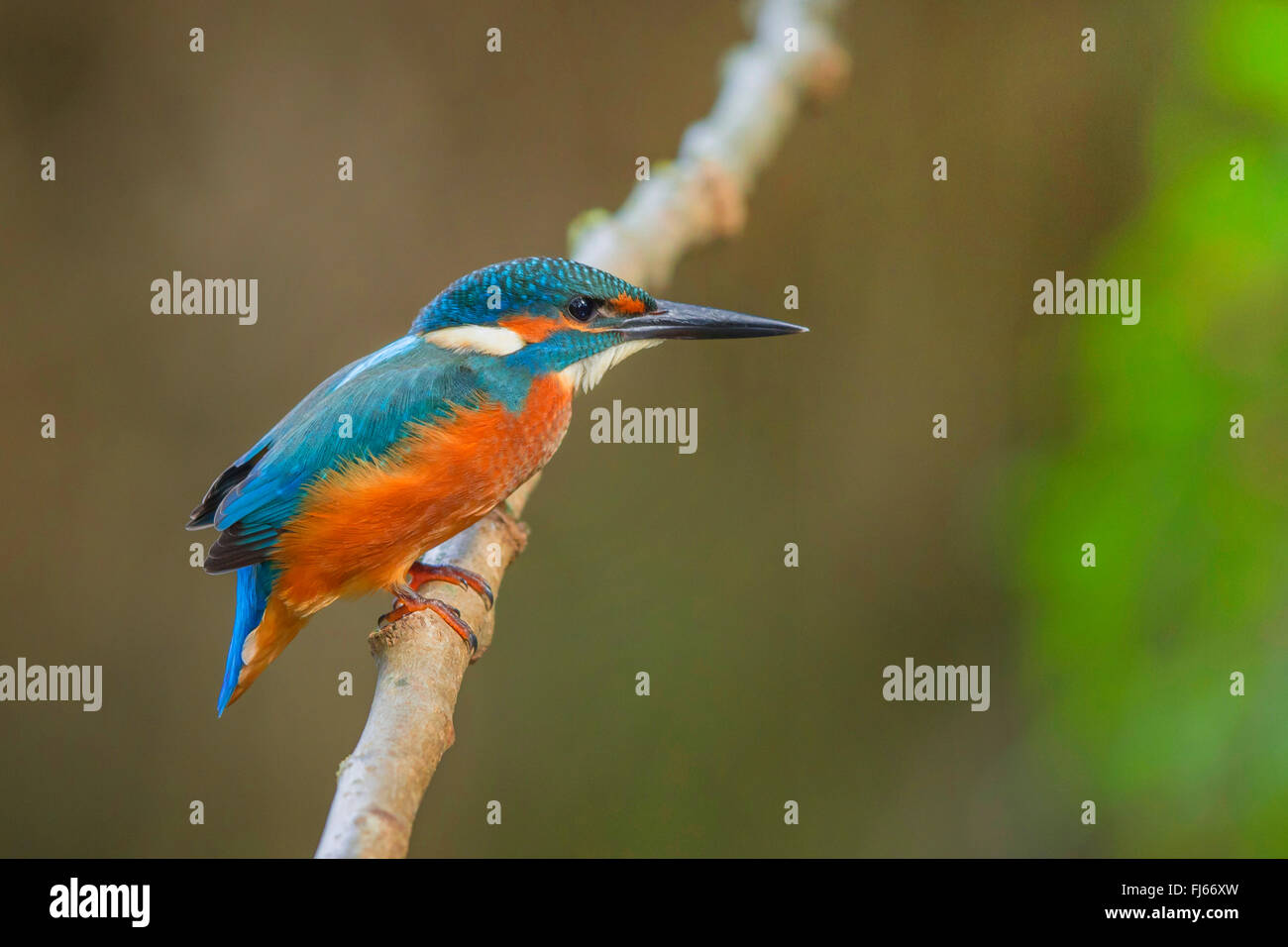 river kingfisher (Alcedo atthis), young male, Germany, Bavaria Stock Photo