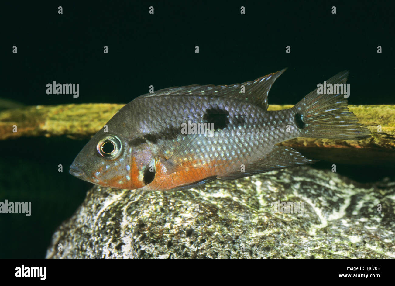 Firemouth Cichlid (Thorichthys meeki, Cichlasoma meeki, Cichlasoma hyorhyncum, Thorichthys helleri meeki), swimming Stock Photo