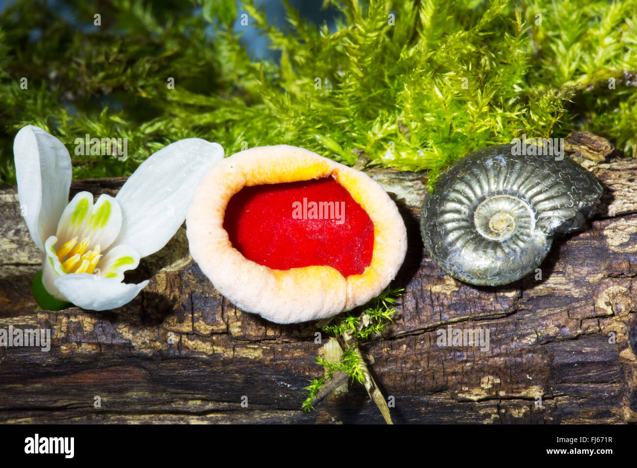 Scarlet Elf Cup Fungi, Sarcoscypha coccinea, a snowdrop flower and a tiny fossil ammonite on a rotten branch. Stock Photo