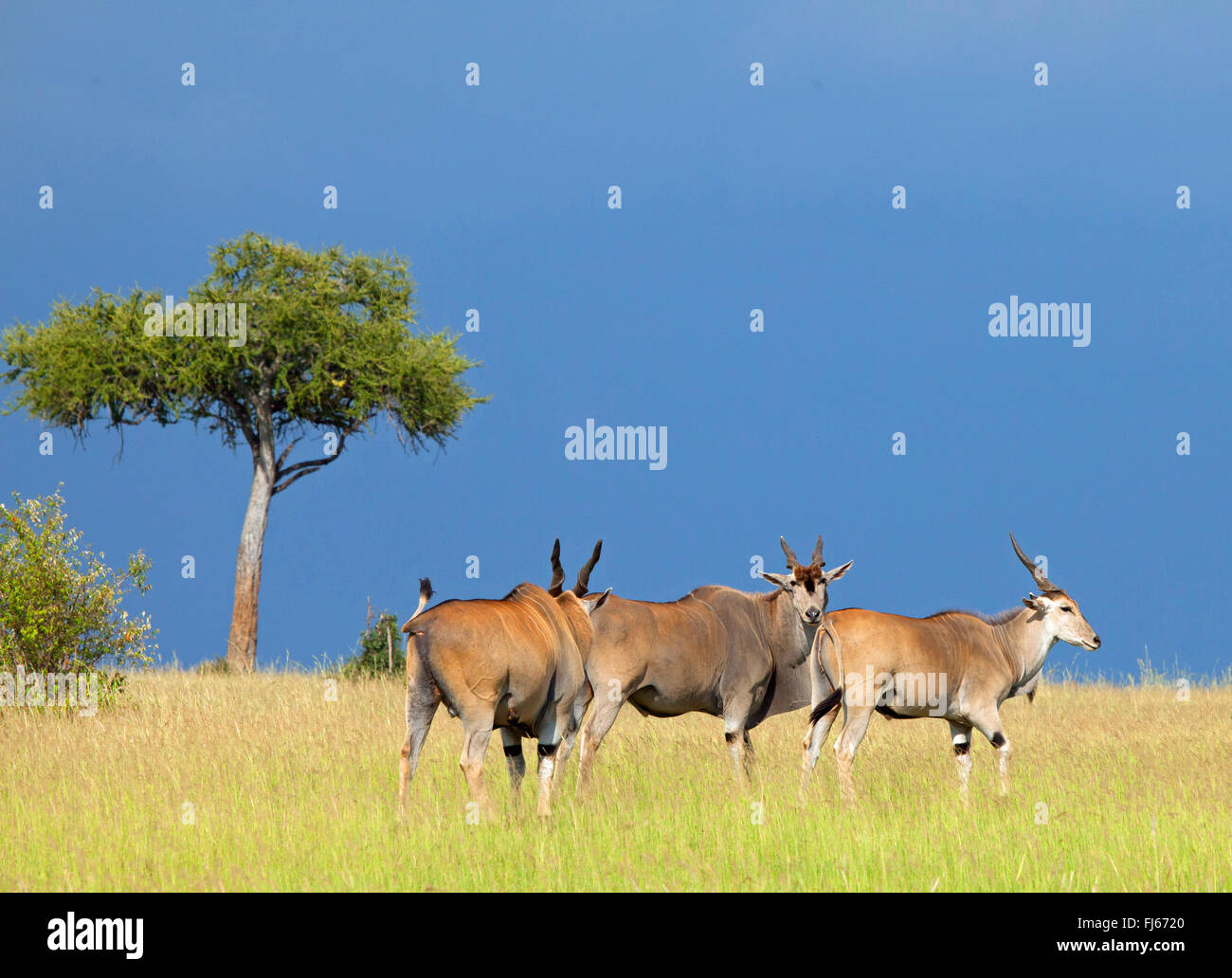 Common eland, Southern Eland (Taurotragus oryx, Tragelaphus oryx), three Elands in the savannah, Kenya, Masai Mara National Park Stock Photo