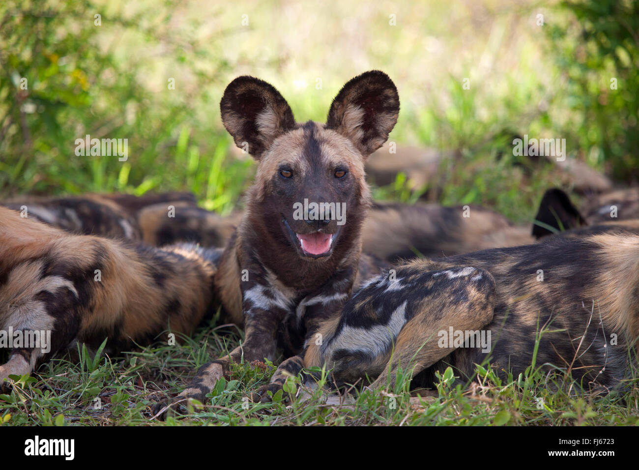 African wild dog, African hunting dog, Cape hunting dog, Painted dog, Painted wolf, Painted hunting dog, Spotted dog, Ornate wolf (Lycaon pictus), pack, South Africa, Krueger National Park Stock Photo