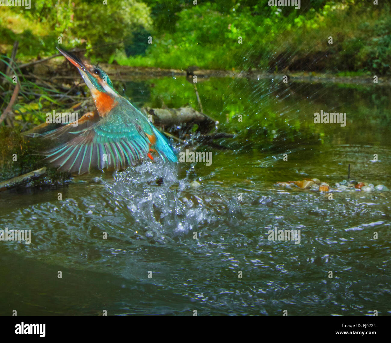 river kingfisher (Alcedo atthis), female takes of a brook with lush vegetation on the shore after a ineffective foray, Germany, Bavaria Stock Photo