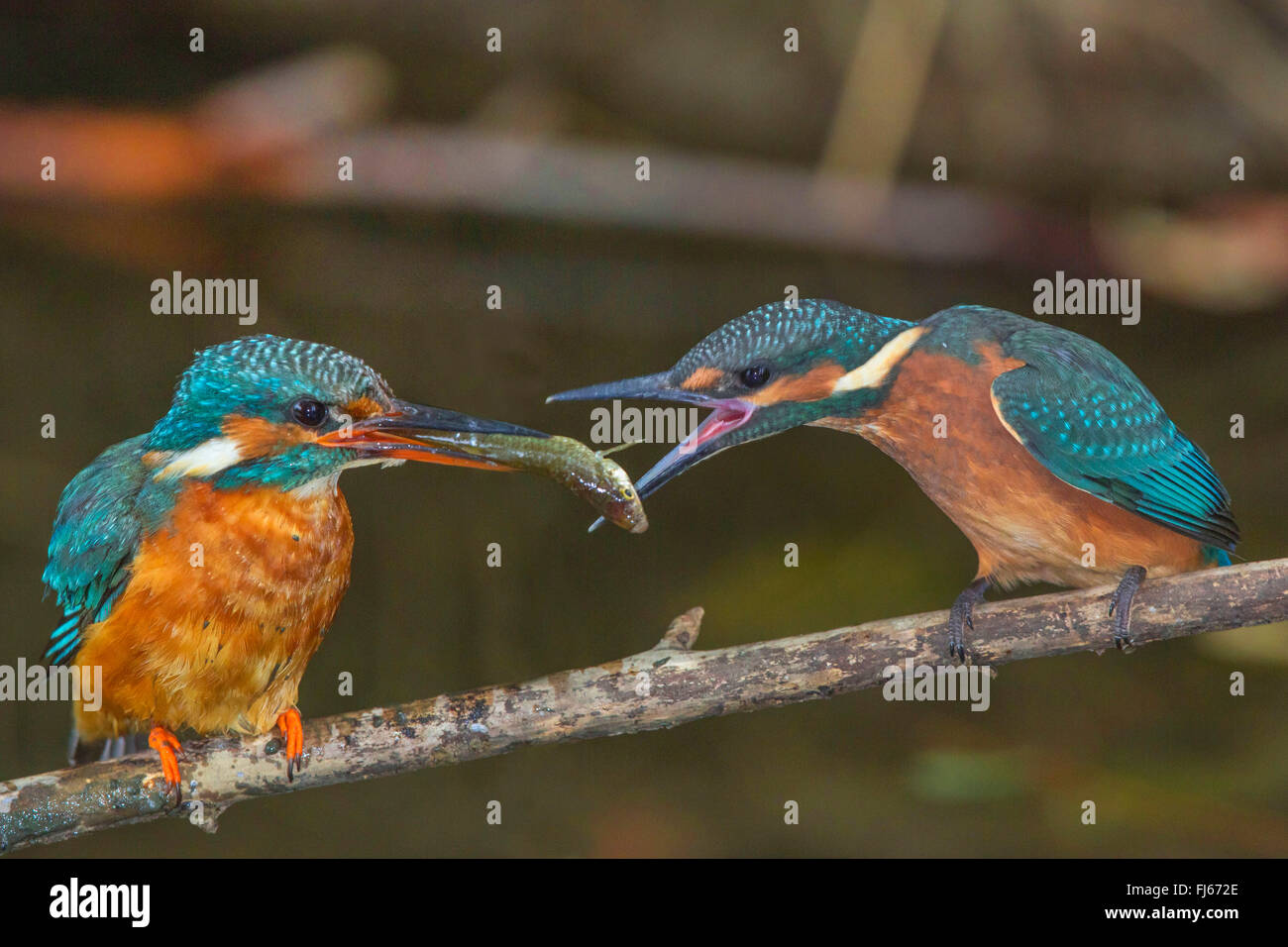river kingfisher (Alcedo atthis), female luring a fledgling, whitch just has left the breeding cave, with a fish, Germany, Bavaria Stock Photo