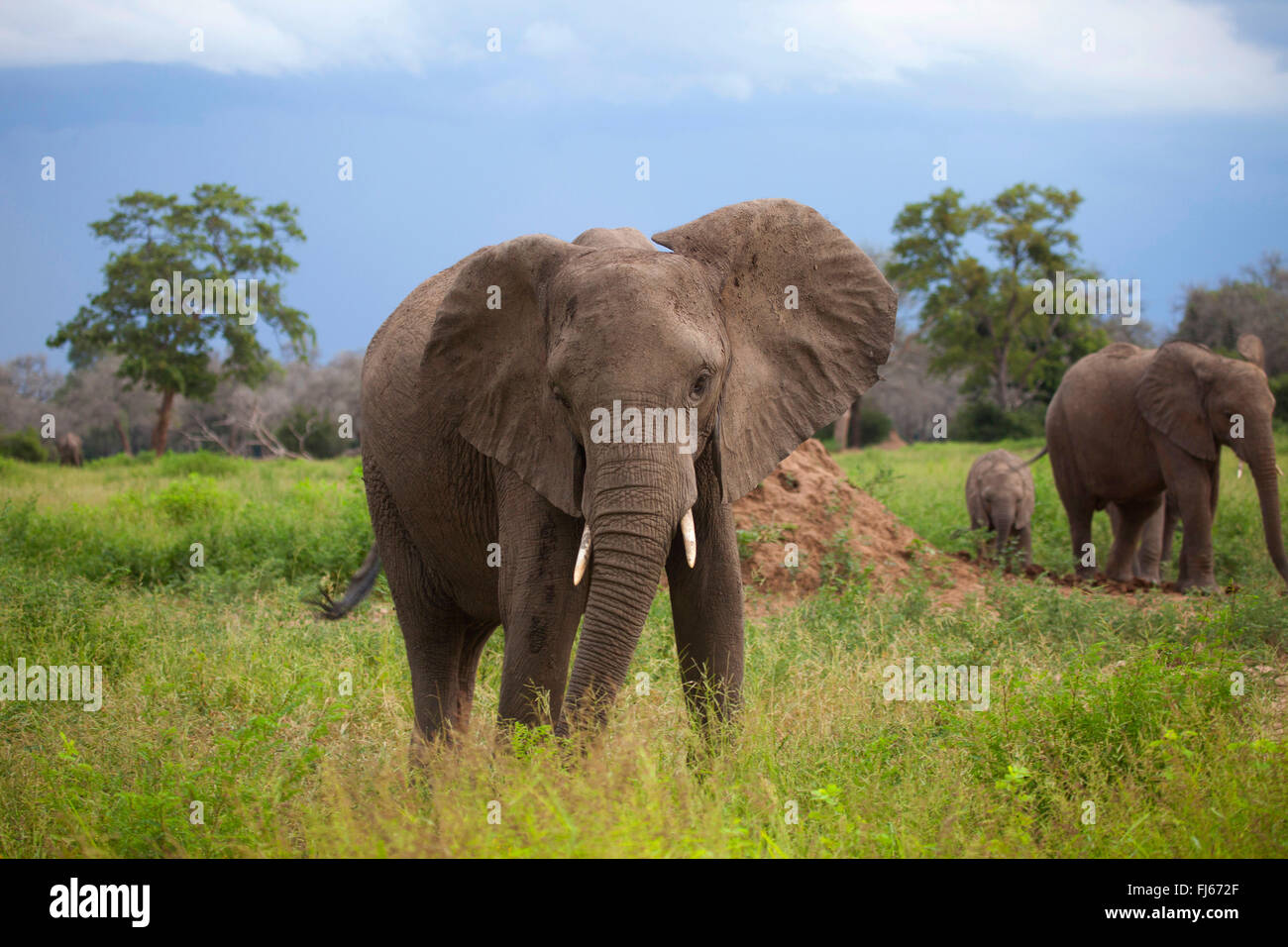 African elephant (Loxodonta africana), elephant family in the savannah, South Africa Stock Photo