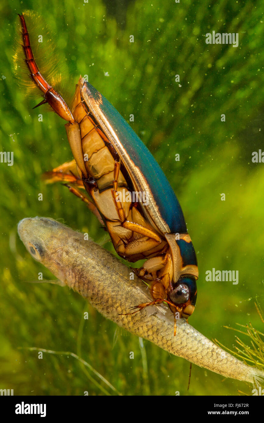 Great diving beetle (Dytiscus marginalis), male feeding on a dead bitterling, Germany, Bavaria Stock Photo