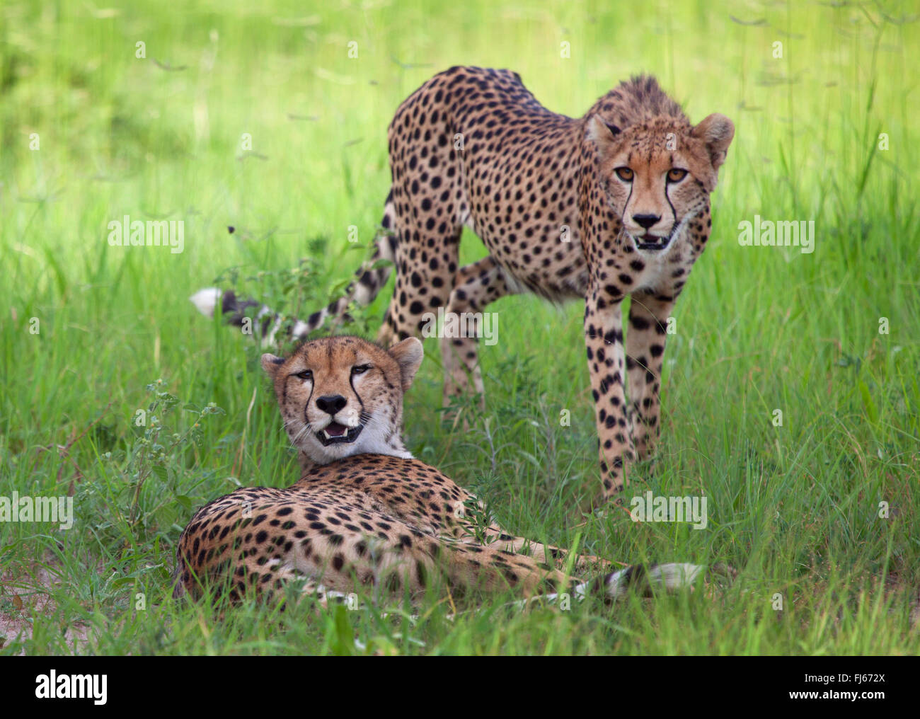 cheetah (Acinonyx jubatus), two cheetahs in savannah, Tanzania Stock Photo