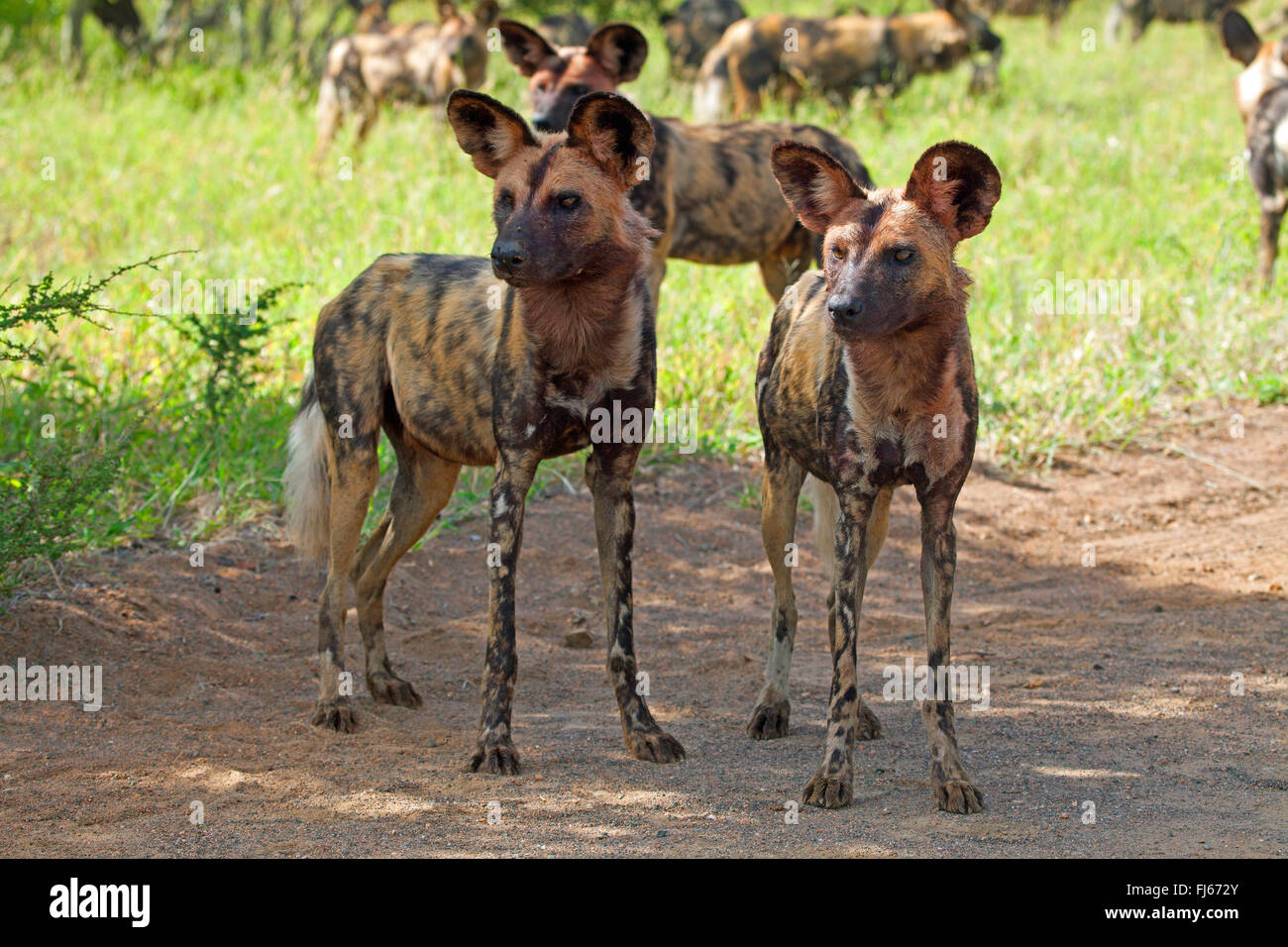 African wild dog, African hunting dog, Cape hunting dog, Painted dog, Painted wolf, Painted hunting dog, Spotted dog, Ornate wolf (Lycaon pictus), pack, South Africa, Krueger National Park Stock Photo