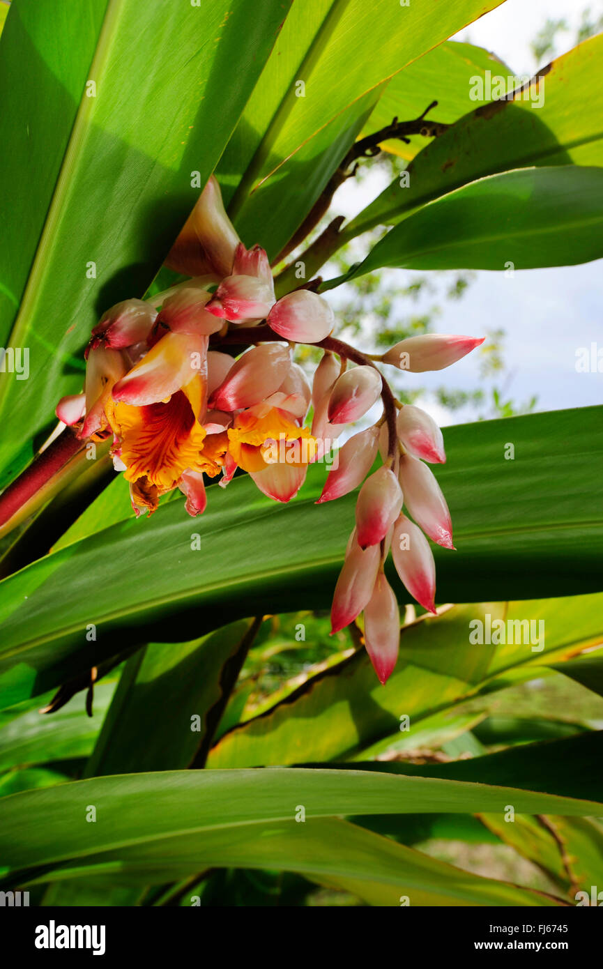 Shell Ginger, Light galangal, Pink porcelain lily, Shell flower, Variegated ginger, Butterfly ginger (Alpinia zerumbet), inflorescence, New Caledonia, Ile des Pins Stock Photo