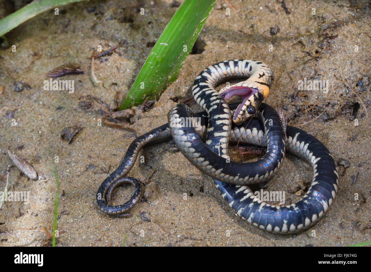 grass snake (Natrix natrix), feigning death, playing dead, Germany, Bavaria Stock Photo