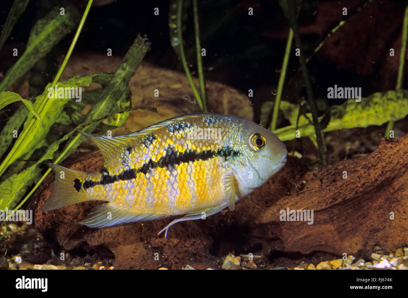 Green flash cichlid, Nicaragua Cichlid, Parrot cichlid, Macaw Cichlid, Butterfly Cichlid (Hypsophrys nicaraguense, Cichlasoma nicaraguense), female Stock Photo