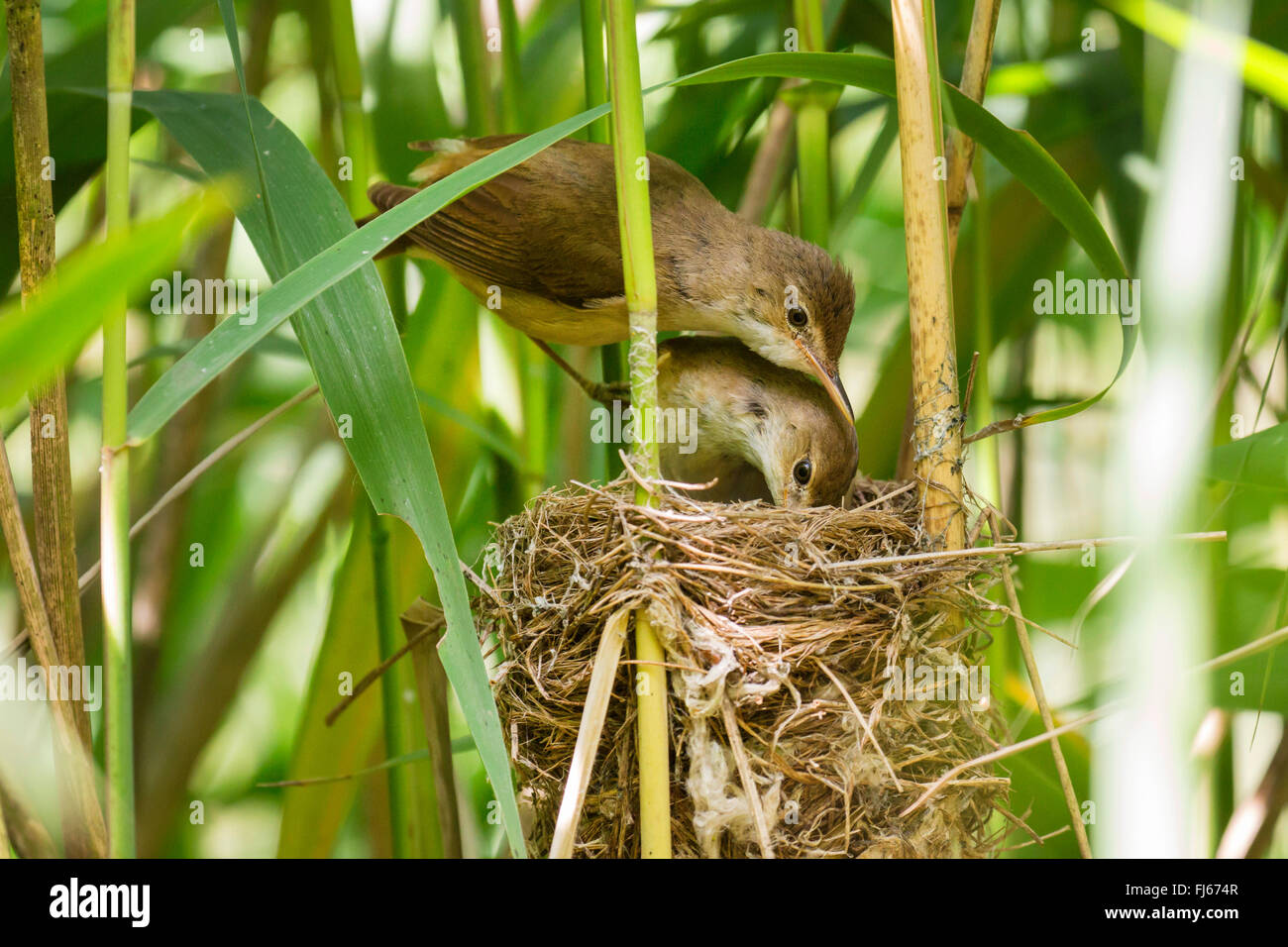 reed warbler (Acrocephalus scirpaceus), reed warblers looking at the young cuckoo in the nest, Germany, Bavaria, Oberbayern, Upper Bavaria Stock Photo