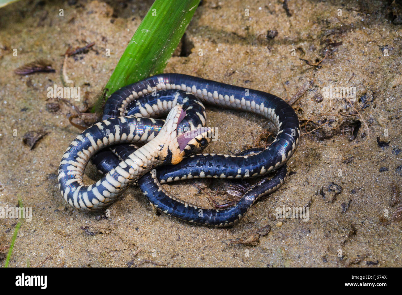 grass snake (Natrix natrix), feigning death, playing dead, Germany, Bavaria Stock Photo