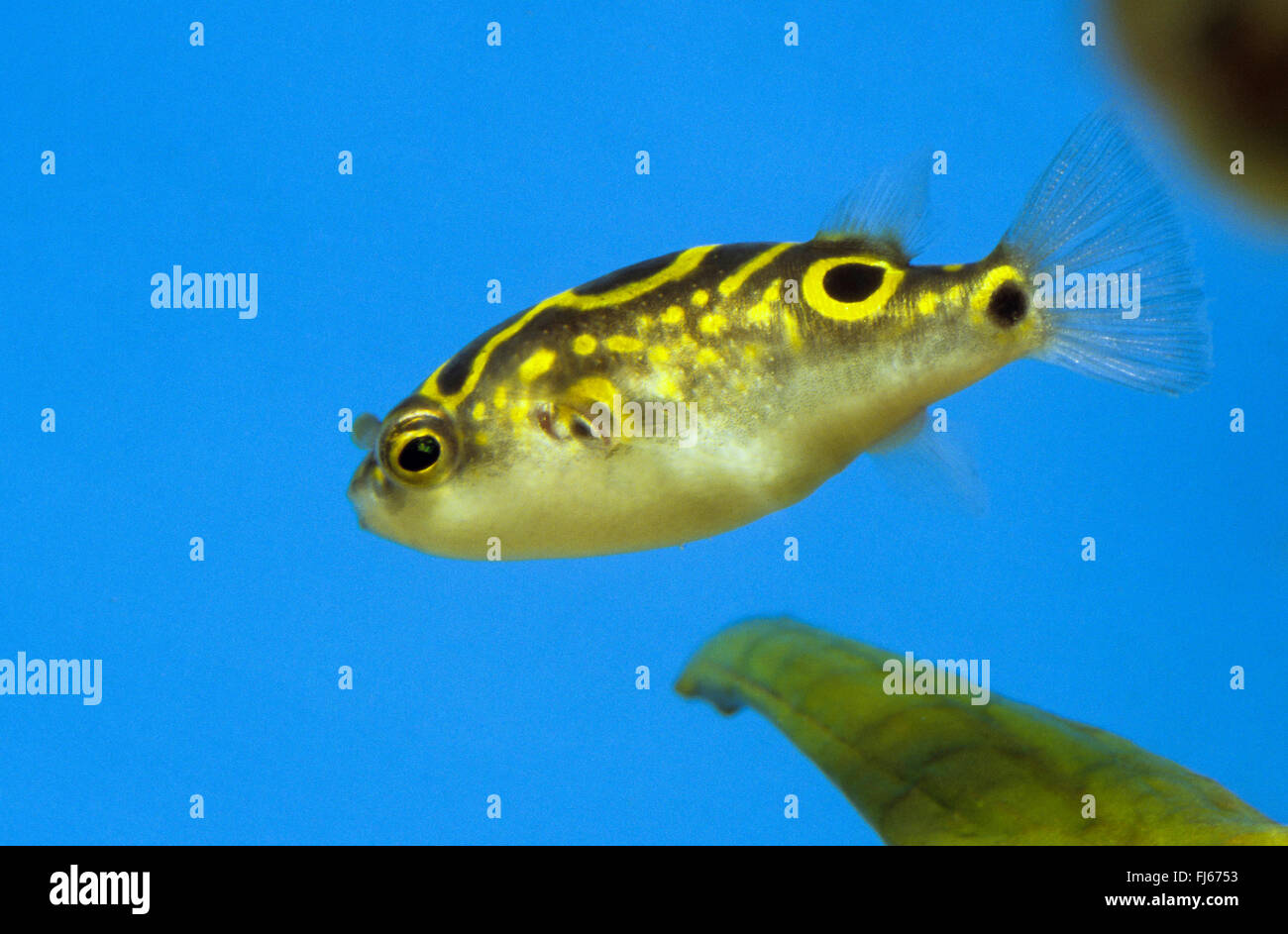 Puffer fish, Figure-eight puffer, Striped puffer (Tetraodon steindachneri,  Tetraodon biocellatus, Tetraodon palembangensis), swimming Stock Photo -  Alamy