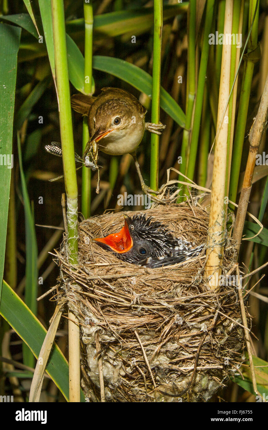reed warbler (Acrocephalus scirpaceus), reed warbler feeding a six days old young cuckoo with little dragonflies, Germany, Bavaria, Oberbayern, Upper Bavaria Stock Photo